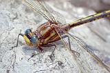Dragonfly On A Rock_00564